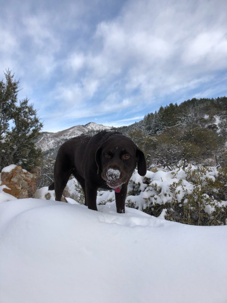 Rey with a snow covered nose eating the snow.