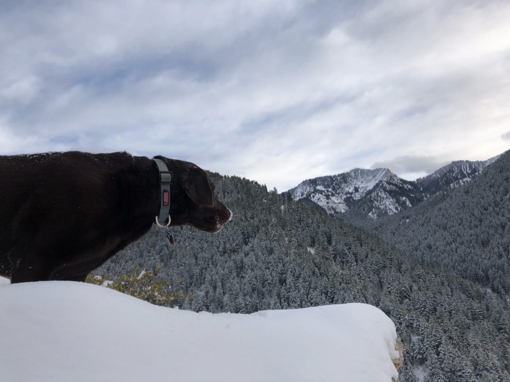 Rey, the chocolate lab, looking out at the snow covered mountains.