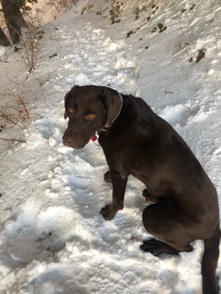 Chocolate lab in the snow