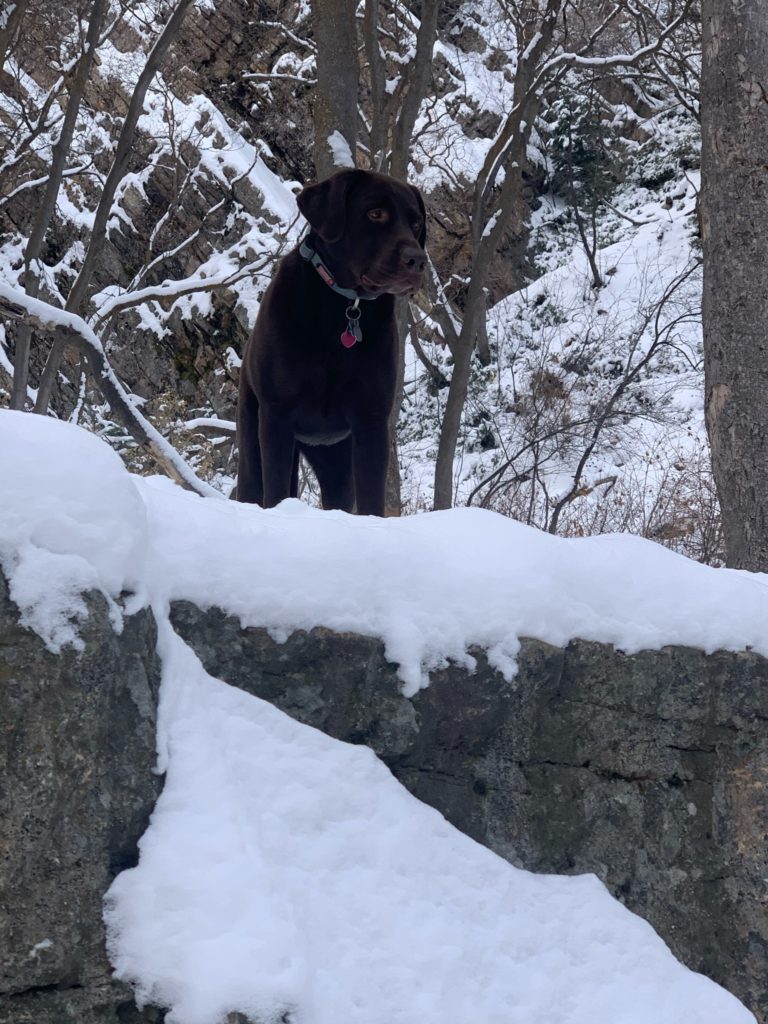 Chocolate lab looking over a small cliff in the snow