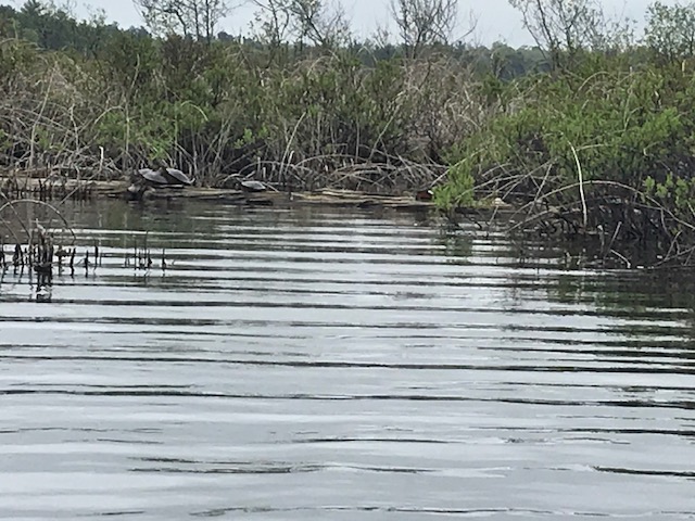 Photo of turtles on a log in a marshy lake area.