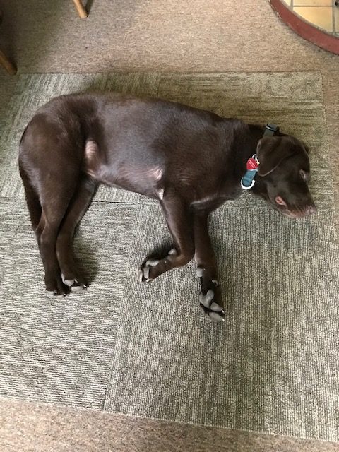 dog sleeping on carpet