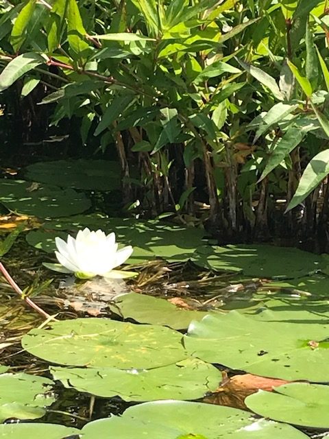 photo of white lily flower with lily pads surrounding it.