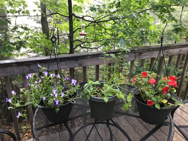 Photo of three flower pots. One with purple flowers, one with green, and one with red flowers.