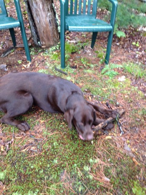 photo of chocolate lab chewing a stick.