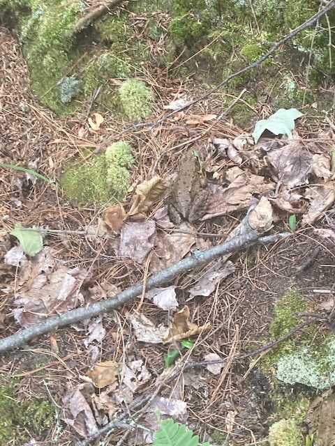 photo of a large frog on land 