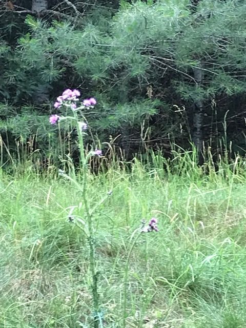 photo of purple thistle flowers