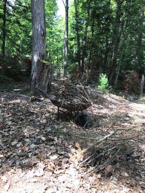 photo of tree branches in an old wheel barrow.