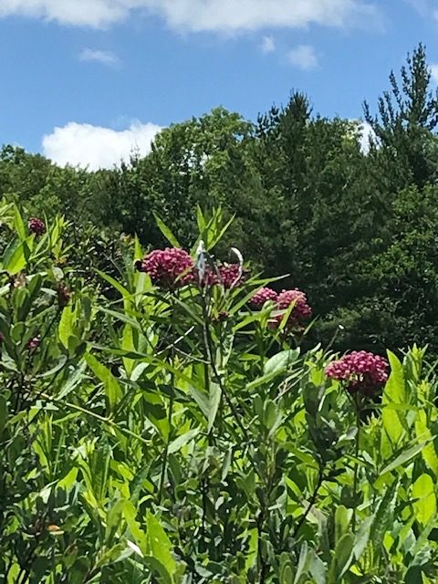 photo of milkweed