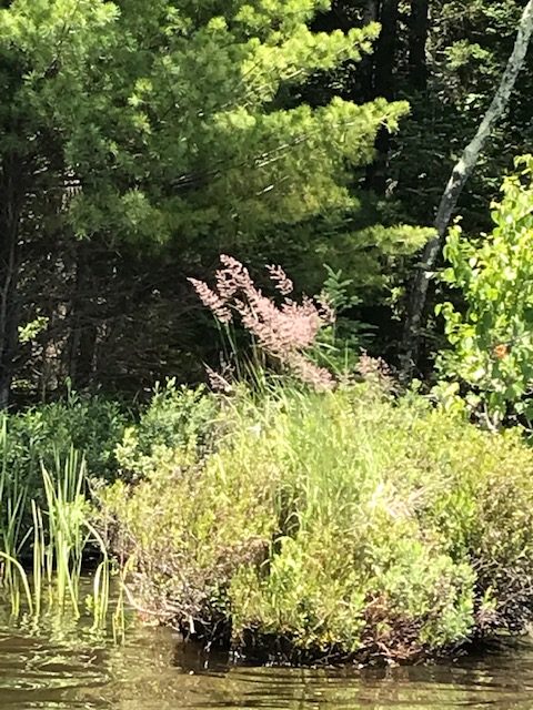 photo of swamp flowers