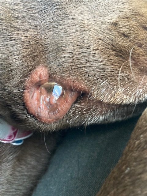 Photo of a dogs mouth with a bubble on the side.