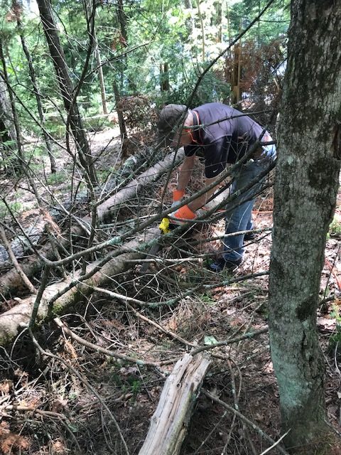 photo of older man using an electric saw to cut off branches of a fallen pine tree