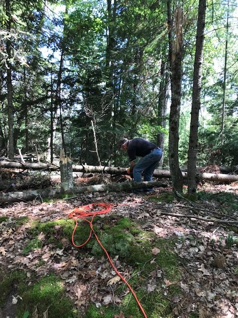 photo of man cutting branches off from a fallen pine tree with an electric saw.  The orange cord is in the foreground.