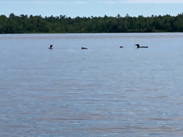 Photo of four loons on a lake.  Two parents and two adolescent loons.