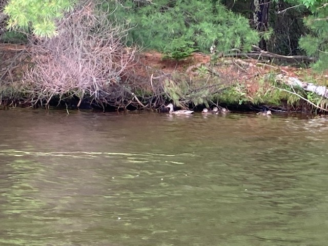 photo of four ducks by a lake shoreline.