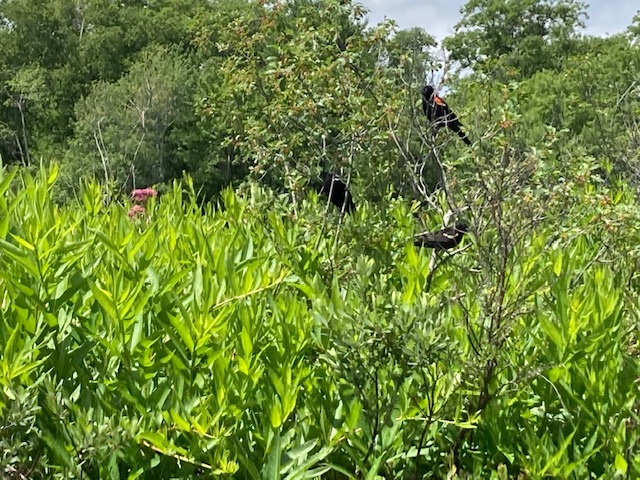 photo of redwing blackbirds in a small bush tree