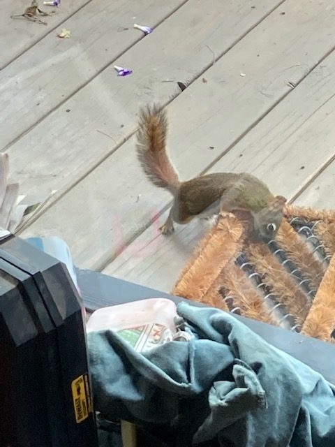 photo of squirrel "eating" a bootscrapper