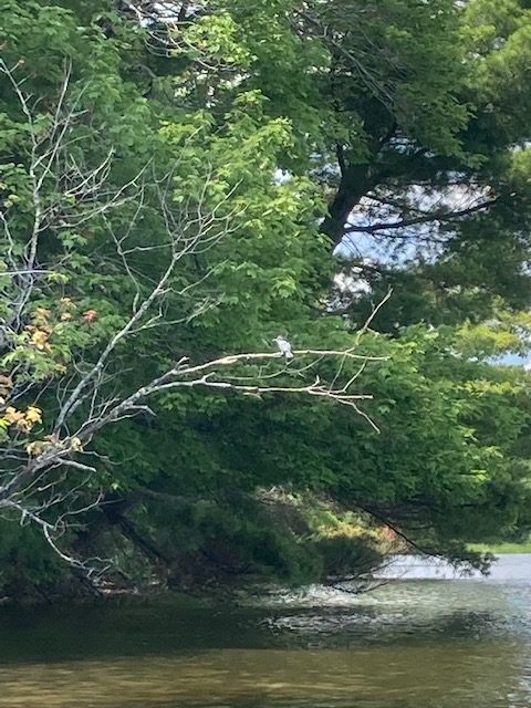 photo of a kingfisher bird sitting on a tree branch over the lake shore.