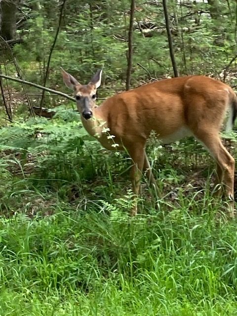 photo of deer looking at the camera