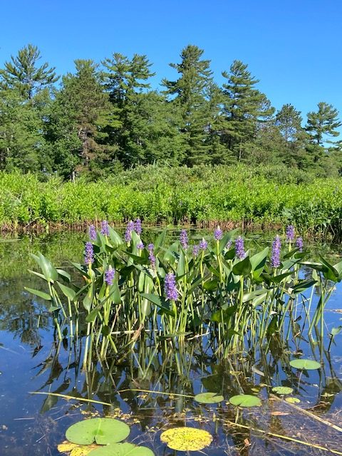 photo of Pickerel Weed in the lake near the bogs.