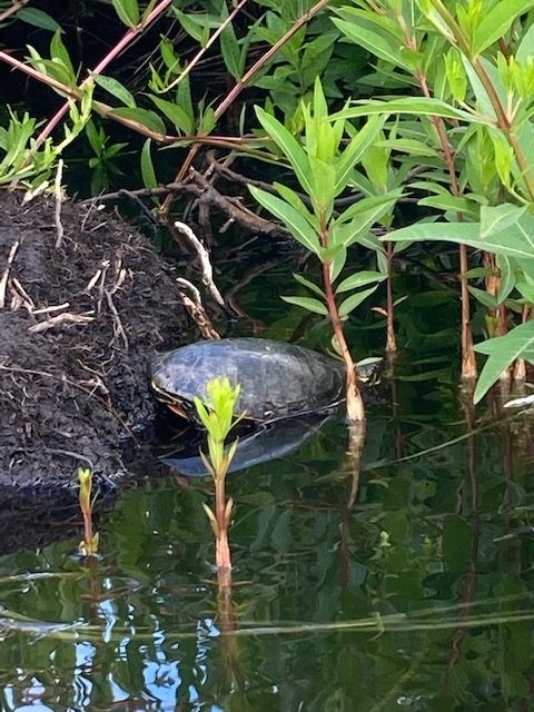 photo of a turtle getting into the lake from land.