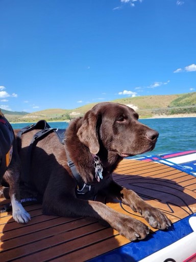 photo of chocolate lab looking into the distance while laying down on a sail kayak. Another dog is standing up next to her, but isn't fully in the photo.