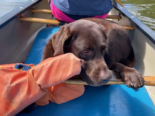 Up close photo of Rey laying down in a canoe. 