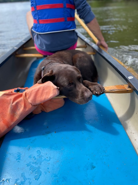 Chocolate lab, Rey, resting her head on the support beam of the canoe.