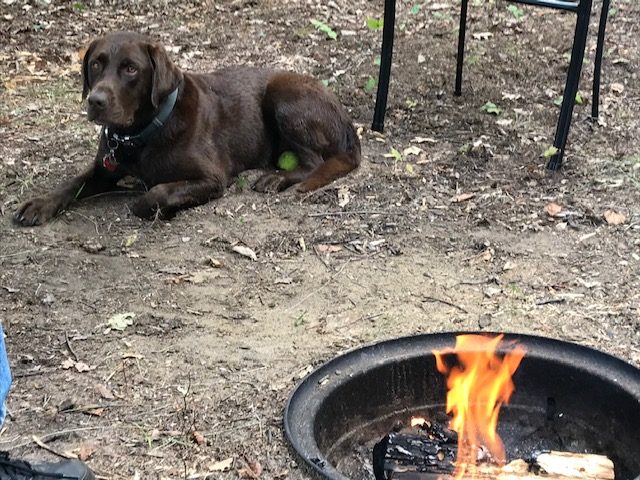 Photo of chocolate lab laying by the fire pit.