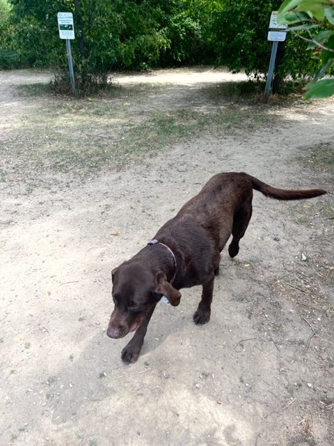 Photo of Rey, the chocolate lab, walking in the park.