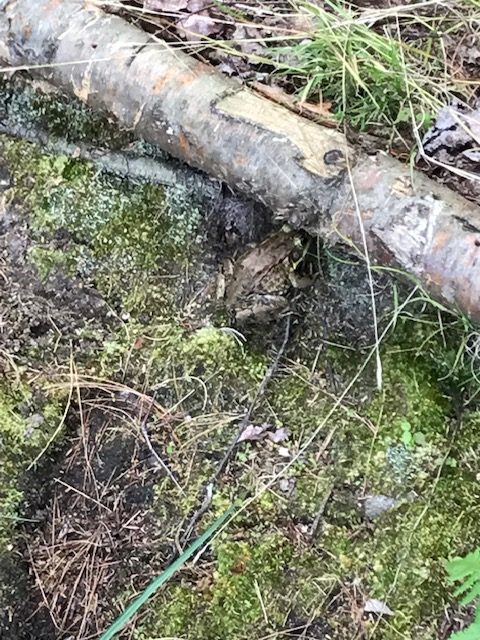 photo of frog "hiding" near a log on land.