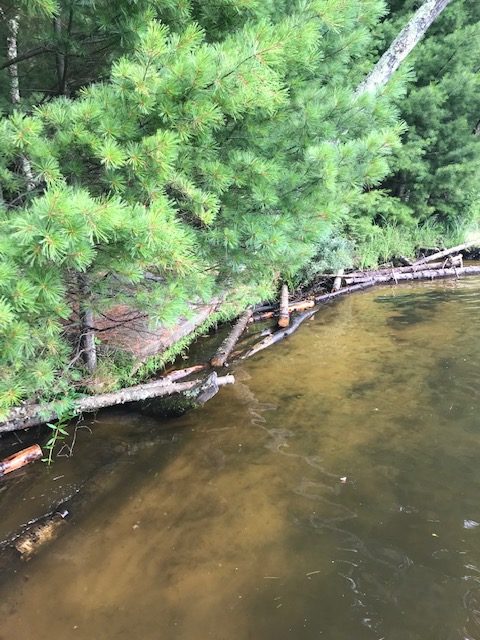 photo of logs strategically placed so protect shoreline from waves.