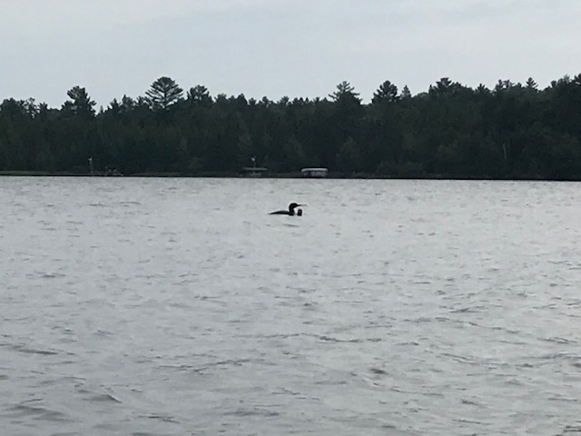 photo of two loons in a lake