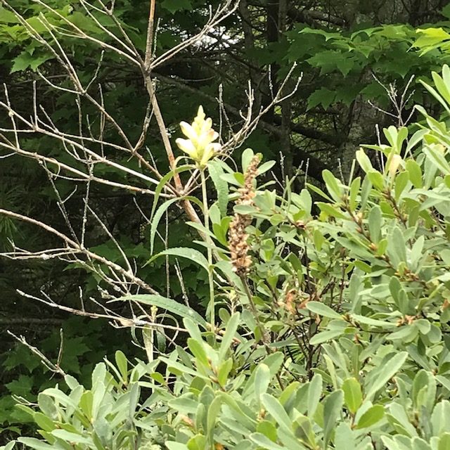 photo of a flower in the bogs