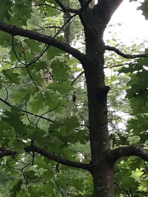 photo of humming bird sitting on a tree branch