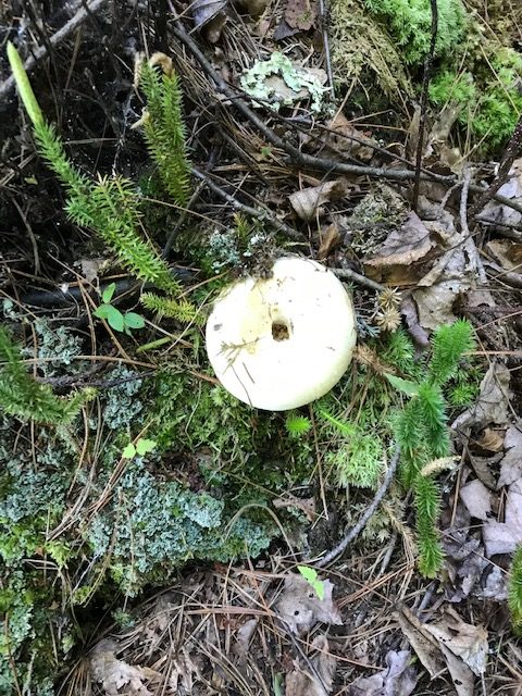 photo of mushroom on the forest floor.