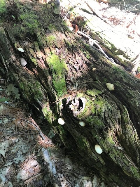 photo of many small shelf mushrooms on a fallen log with moss on it.