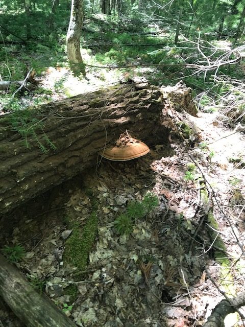 photo of large shelf mushroom on a fallen log