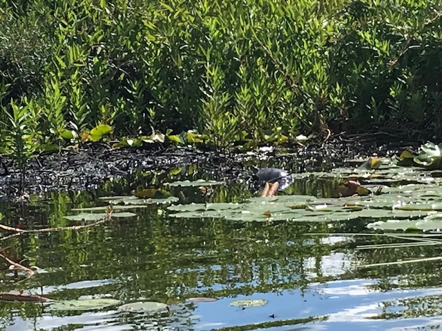 photo of turtles basking in the sun on clumps of mud in the bogs or on logs.