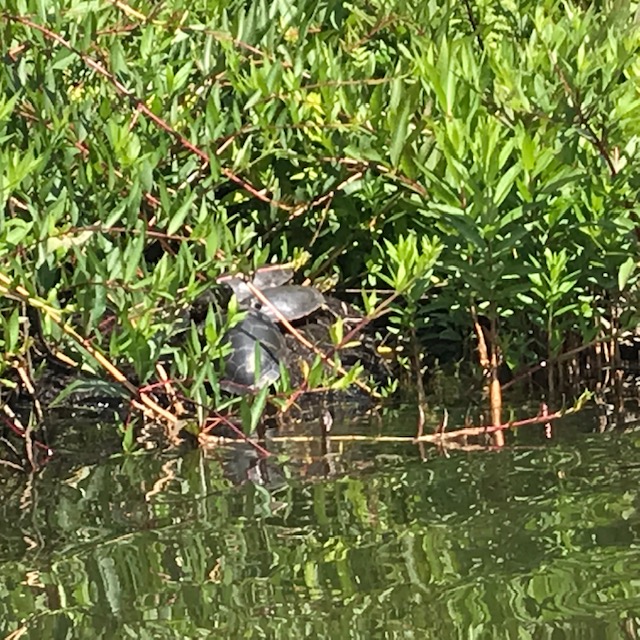 photo of two turtles on a lob in the bogs surrounded by bushes.