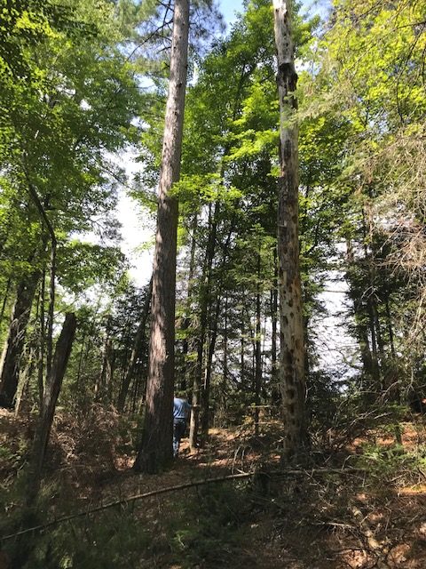 photo of a man a short distance away looking up into some tall trees.