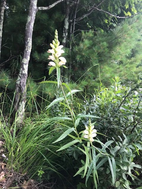 photo of a flower.