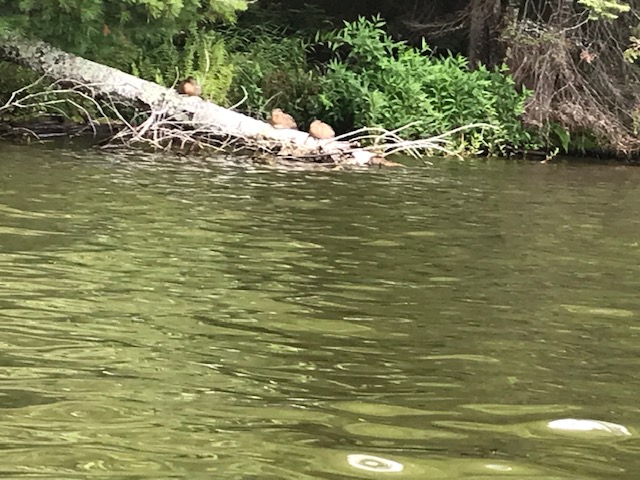 photo of three ducks sitting on a log jutting out into the lake from the lake shore.