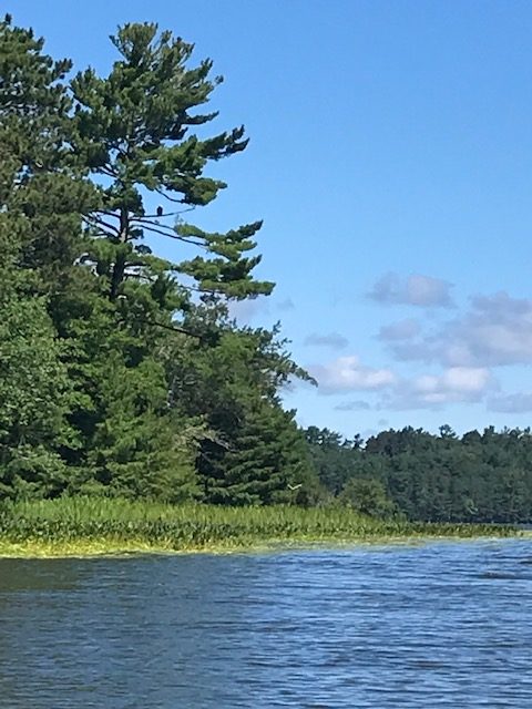 photo of eagle perched on a high branch looking over the lake.