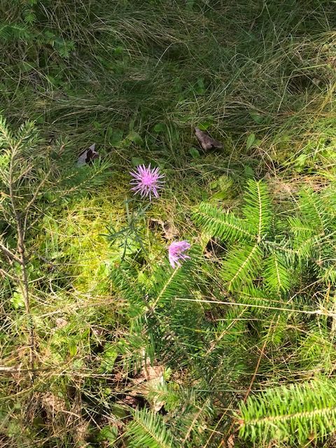 photo of purple flower on forest floor