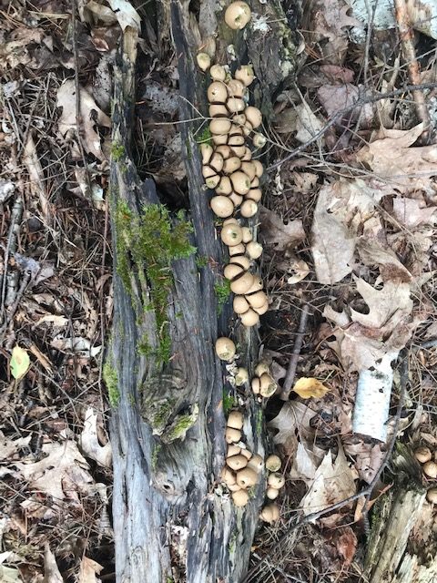 photo of mushrooms on a log with moss.