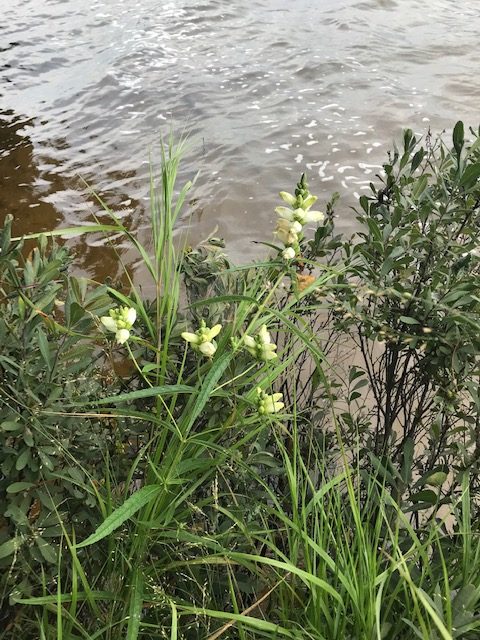 photo of flowers by the shore of a lake