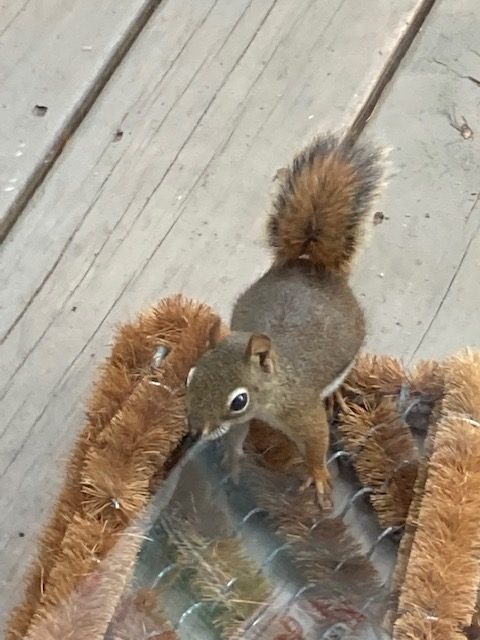 photo of squirrel on a porch