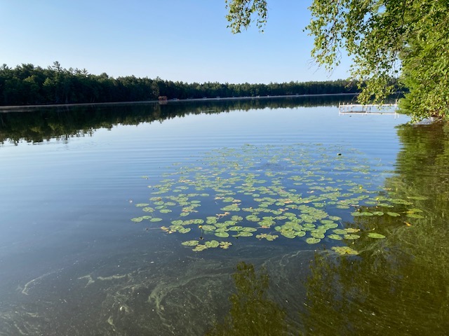 photo of a smooth lake with lily pads in the foreground.