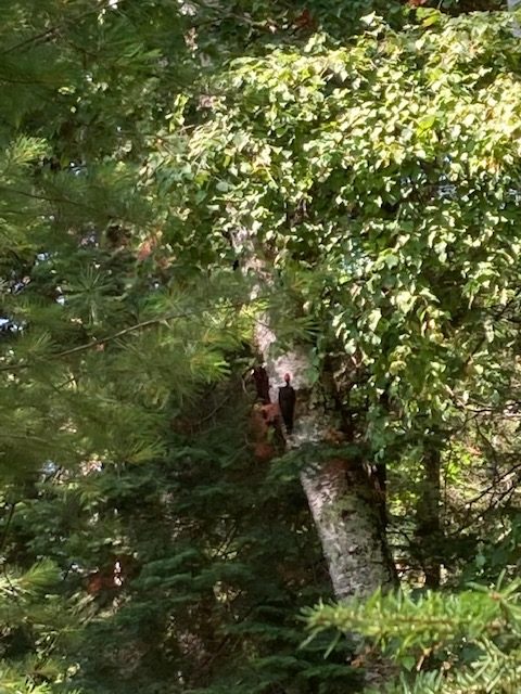 photo of a pileated woodpecker on a deciduous tree next to a pine tree.